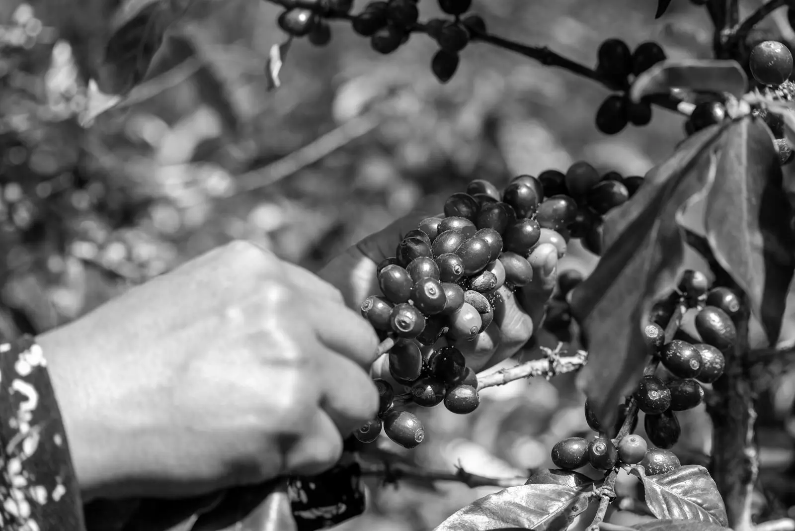 Meridian Coffee, Origin
